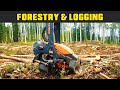 This is Me Running A Real Southstar Processor! - Real Life Forestry & Logging - FDR Logging