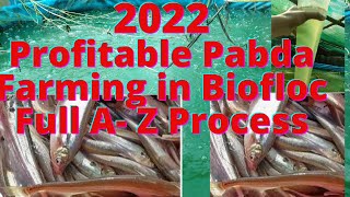 Pabda Fish Farming in Biofloc , Full  A to Z process. How to farming Pabda farming in Biofloc.