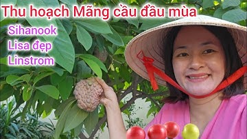 Thu hoạch Mãng cầu đầu mua, Lisa, sihanook, linstrom, ổi thái vuông, ổi Đài Loan, Mận, táo cuối mùa 