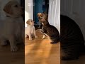 【Lab &amp; Kitty Life】Cat Bully Gets Caught by Knife-Wielding Big Bro