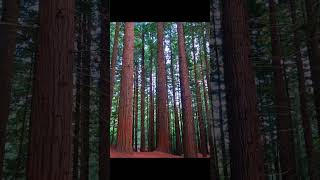 El Bosque de secuoyas mas grande de Europa esta en Cantabria. #cantabria #sitiosbonitos #travél