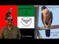 Peregrine Falcon | Falconry In UAE | Shaheen Falcon | Al Ain Zoo Malayalam | Bird Show Al Ain Zoo