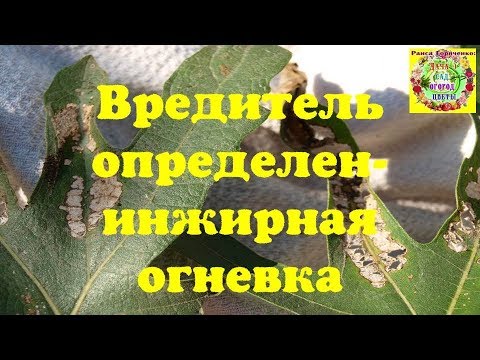 Video: Өрттөнүп жаткан токойлор менен кантип күрөшүү керек