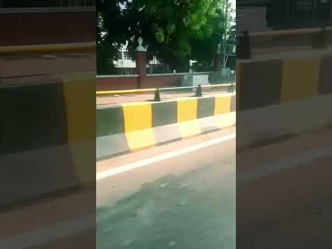 Shinu is having fun sitting on the scooty #pug #dogshorts #vadodara #gujarat