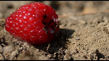 Time-Lapse Ants and raspberry