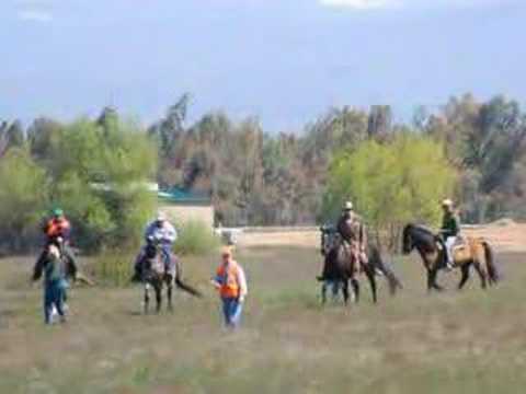 Northern California Brittany Club Field Trials