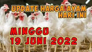 Harga Ayam Broiler Hari Ini Kamis 02 Juni 2022. 
