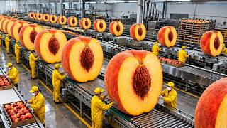 Inside a Modern Peach Processing Plant: From Farm to Canned Peaches (Full Process)