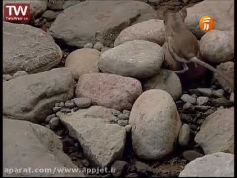 مستند مارها در ایران بسیار زیبا و تماشایی 