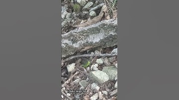 Have you ever seen a grasshopper jump?