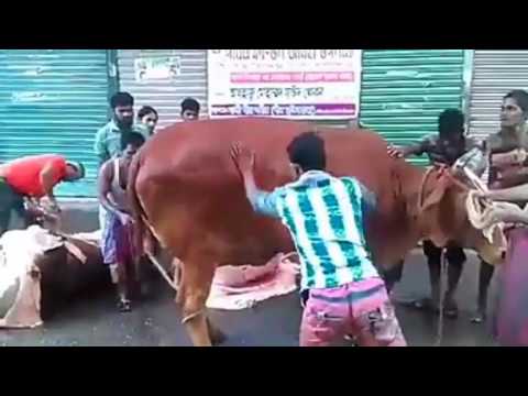 Qurbani 2014 big sibbi bull at dhaka lalbag  FunnyDog.TV