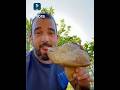 Espectáculo de día de Boletus Aereus en Junio del 2023!!! Waoo!! #boletus #boletusaereus