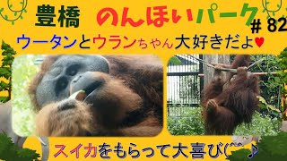 のんほいパークの　オランウータン【ウータンとウランちゃん💖】#orangutane　2023.7.15