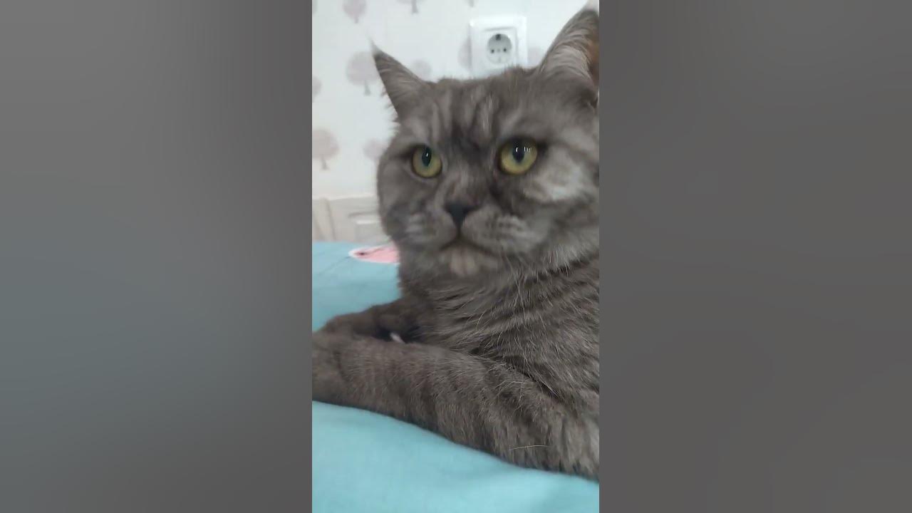 Кот Вася - YouTube