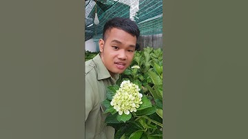 Hoa cẩm tú cầu #shotrs