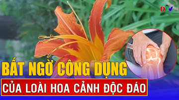 Tác dụng tuyệt vời của cây hoa hiên | Vị thuốc quanh ta | Điện Biên TV