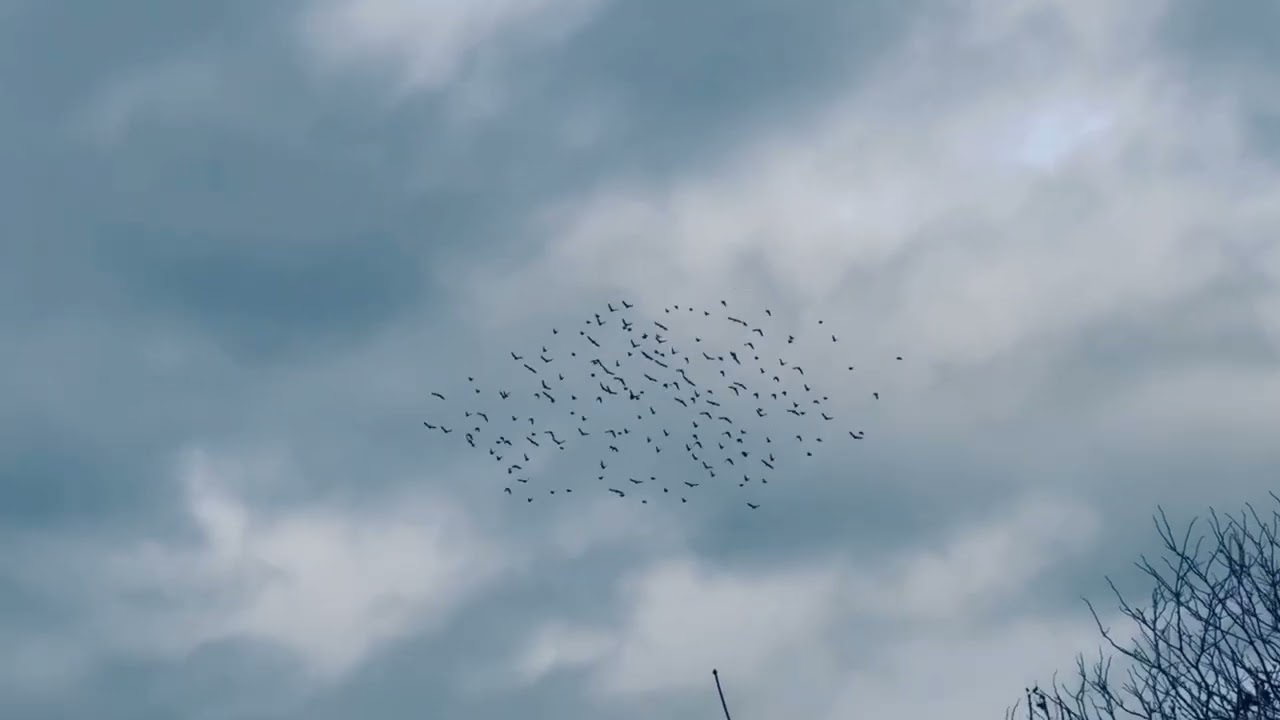 Impish Tips - "Body by Snowglobe"