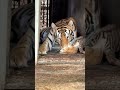 Cute baby with mommy - cuteness overload #shorts #tiger #ytshorts #animals