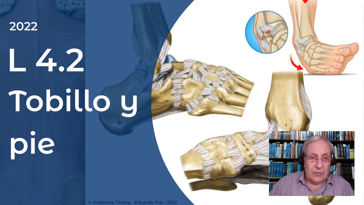 L4.2 | Tobillo y pie | Profesor Eduardo A. Pró | Anatomía 2 | FMed UBA