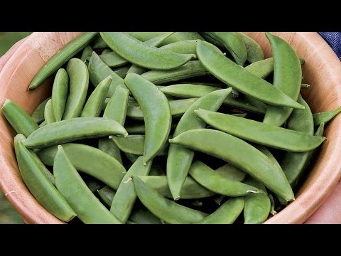 Vídeo: Pea 'Lincoln' Information - Como cultivar ervilhas Lincoln no jardim