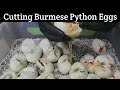 Cutting Burmese Python Eggs! What Did We Get!