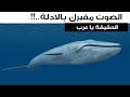 حقيقة صوت الحوت الذي أرعب الناس على شواطئ الدول العربية