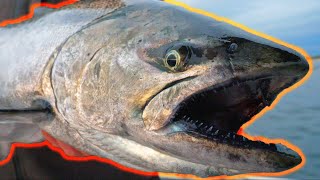 Lake Michigan King Salmon Fishing  Short Film