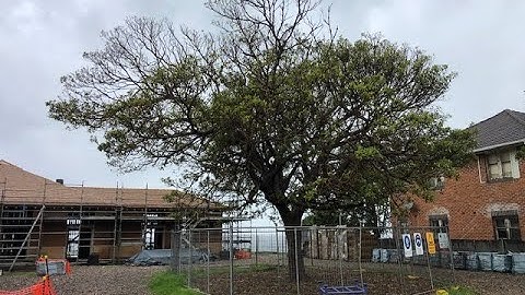 Moore Trees, Vertical Mulching #4