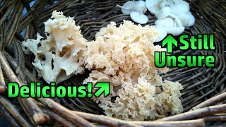 Foraging Cauliflower Fungus and Porcelain Mushrooms (in Dorset, for a Change)