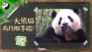 Panda Profile Q&A8  How Many Fingers Do Pandas Have20161222 | iPanda