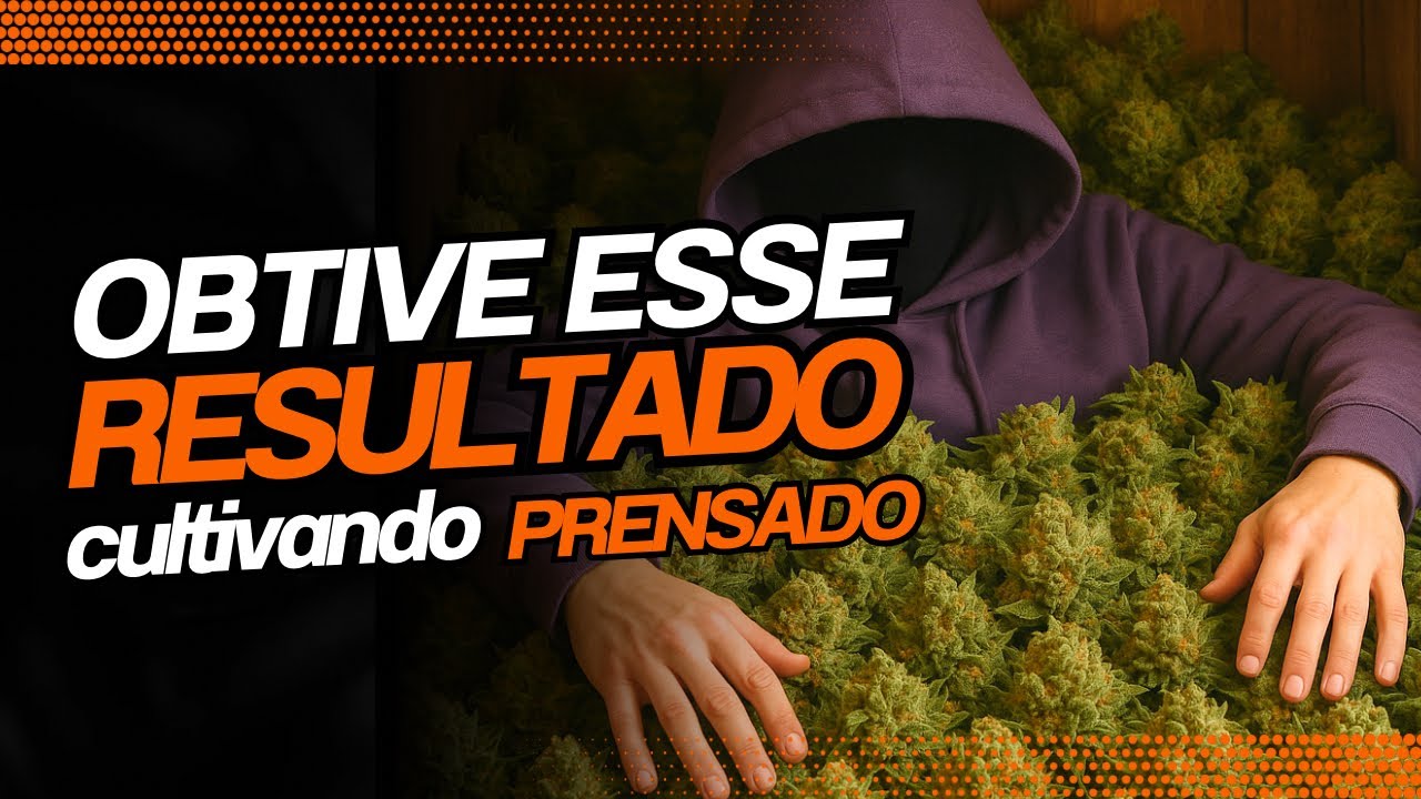 COLHENDO UMA CANNABIS SATIVA PRENSADO INDOOR