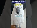 悪いことしたの、態度に出すぎなオウムw #shorts