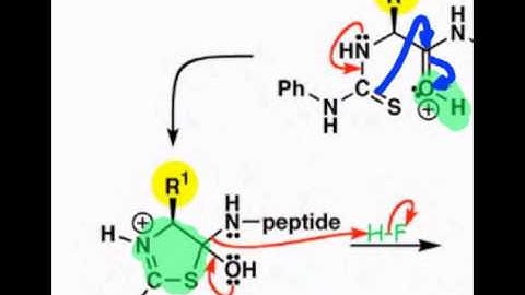 19.04 Sequence Determination One Terminal Residue at a Time