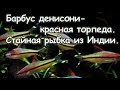 Барбус денисони.  Красивая стайная рыбка.  Содержание барбуса в аквариуме.