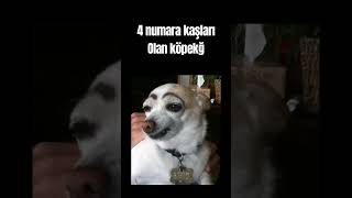 #shortsbeniöneçıkar #shorts #short #keşfet #keşfetduası #keşfetol #keşfetteyiz #naberyoutube #köpek Resimi