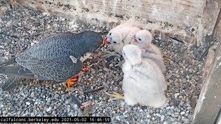 Preview of stream Berkeley Peregrine Cam