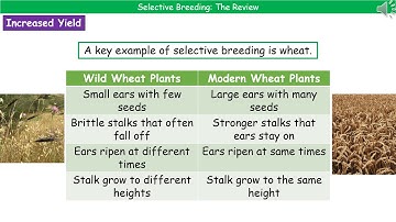 OCR Gateway A B6.2.3 - Selective Breeding