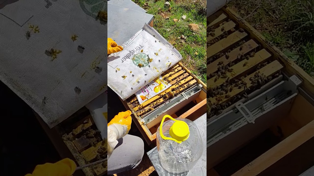 08.03.2026 Adana Kozan #adana #arıcılık #bee #keşfet #doğa 