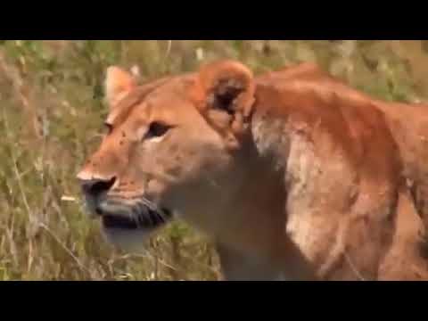 Zebra hit back to lion He FOUND MYSTERY inside the GUMMY BEAR 😱🧸😂 #shorts #zebra #lion