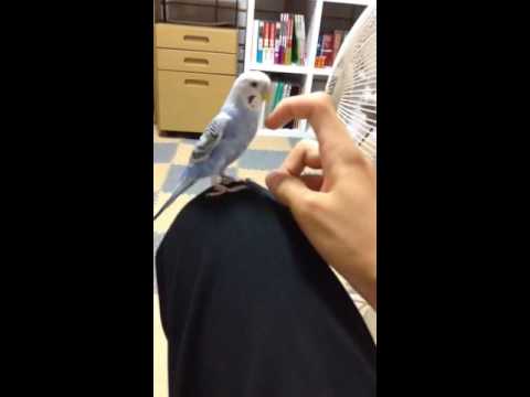 インコ即効慣らす方法があった Youtube インコ即効慣らす方法があった Youtube