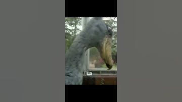 rare video of shoebill stork voice #shorts