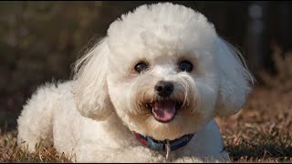 Tails of Breed - Bichon Frise