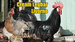 Breeder Visit: Livornos and Cream Legbars from Joris