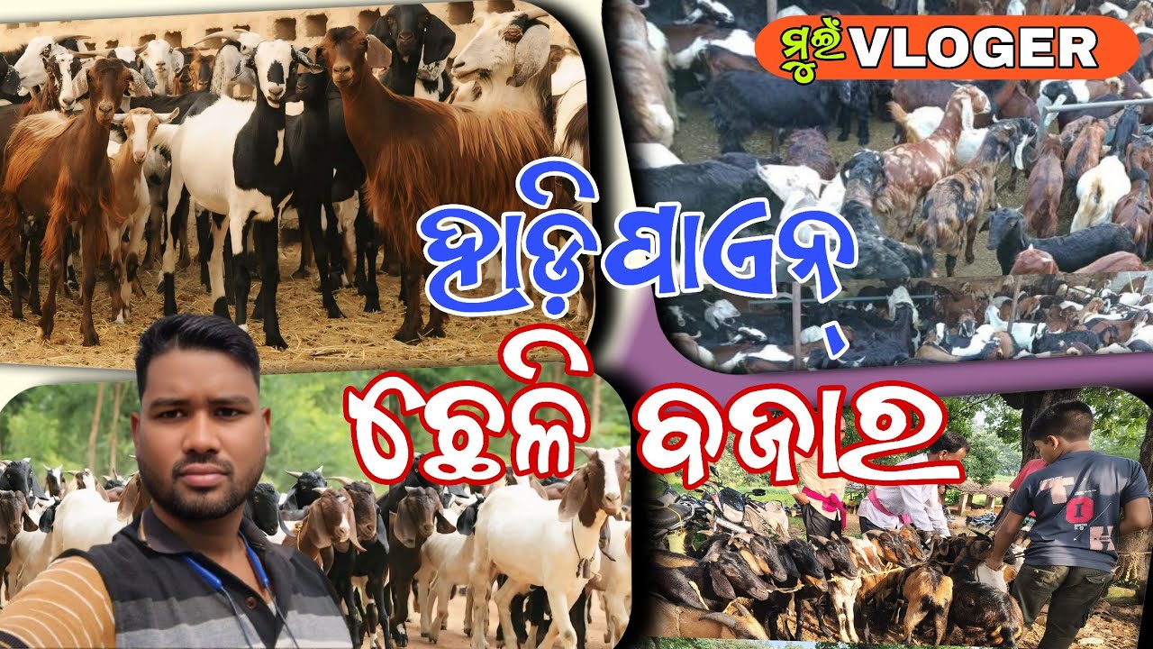 ହାଡ଼ିପାଏନ୍ ଛେଳି ବଜାର 🐐🐐🐐//ମୁଇଁ VLOGER// @muivloger 