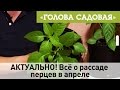 Голова садовая - АКТУАЛЬНО! Всё о рассаде перцев в апреле