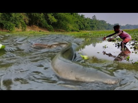 Wow Fishing! A Fisherman Catches Fish In A Water With The Old Technique