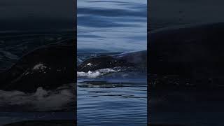 Humpback Powerful Exhale Monterey Bay
