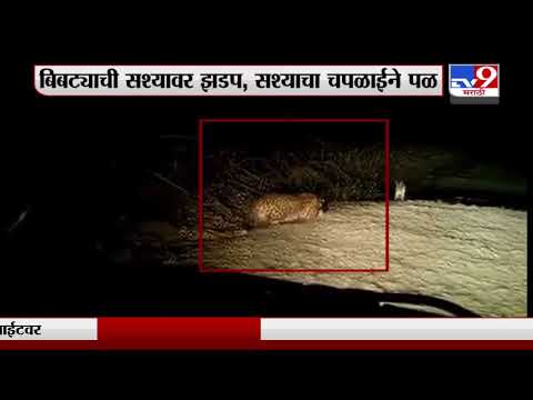 Pune Leopard Attack | एकच झडप अन् ससा बिबट्याच्या जबड्यात, तरीही निसटला.. पाहा Exclusive व्हिडीओ-tv9