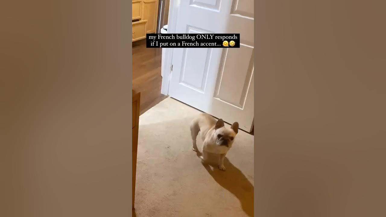The 'Frenchest' Bulldog Ever π€£π€£ The 'Frenchest' Bulldog Ever π€£π€£