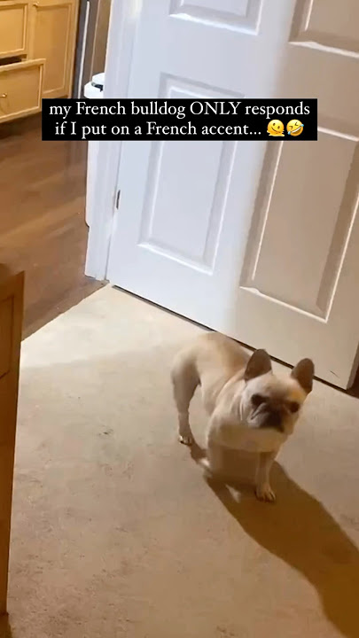 The 'Frenchest' Bulldog Ever 🤣🤣